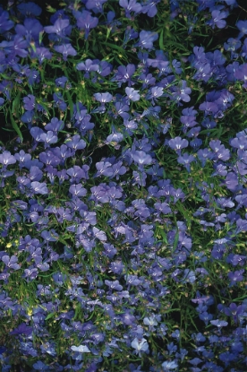 Picture of Lobelia - Cambridge Blue
